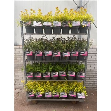 Spiraea japonica Mix C3
