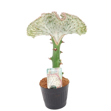 Euphorbia lactea &#39;Cristata&#39; Grijs 10,5cm