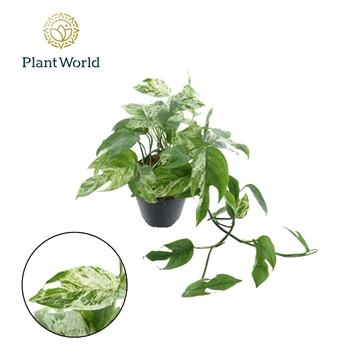 Epipremnum Marble king