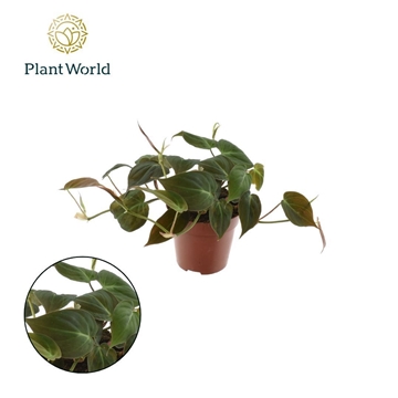Philodendron scandens &#39;Micans&#39;