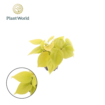 Philodendron scandens &#39;Micans Lime&#39;