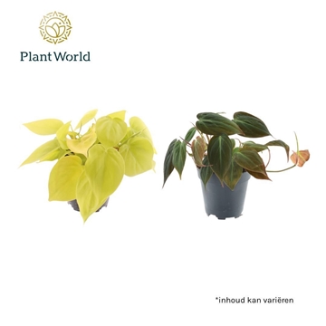 Philodendron scandens &#39;Micans&#39; mix