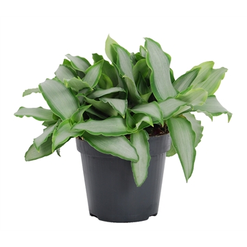 Murdannia loriformus &#39;Bright Star&#39;