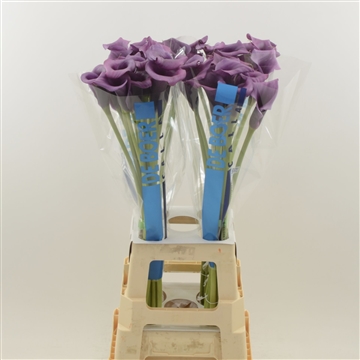 Calla Durban
