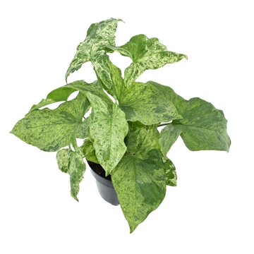 Syngonium Mottled