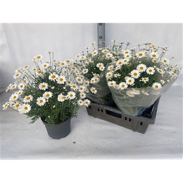 Argyranthemum frutescens