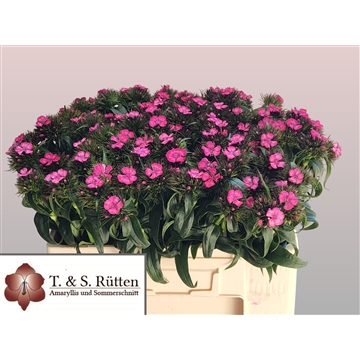 Barbarella Rose