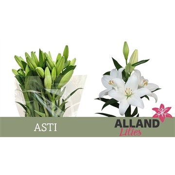 LI LA ASTI