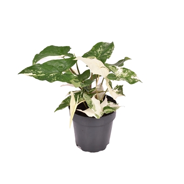 Syngonium podophyllum &#39;Albo&#39; variegata