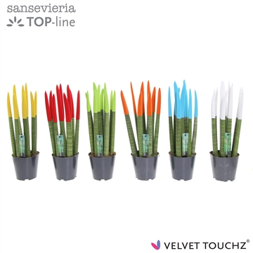 Sansevieria VELVET TOUCHZ&#174; Mix P12