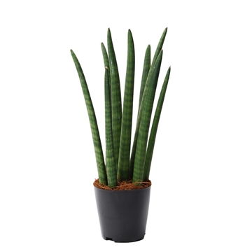 Sansevieria cylindrica &#39;Spaghetti&#39;