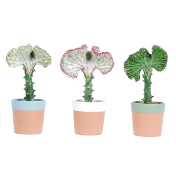 Euphorbia lactea &#39;Cristata&#39; met keramiek Romy