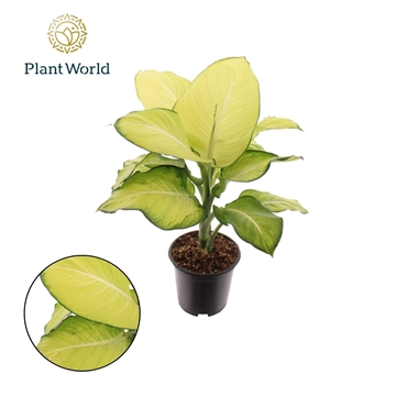 Dieffenbachia Tropic Marianne