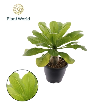 Brighamia insignis &#39;Hawaii Palm&#39;