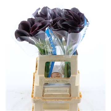 Calla Odessa