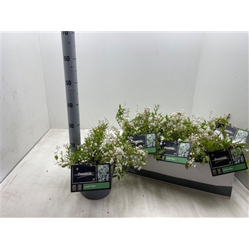 Deutzia gracilis ‘Nikko’ C3