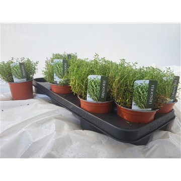 Thymus vulgaris compactus