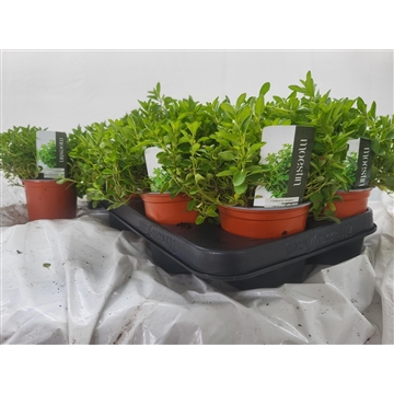 Origanum vulgare compactum