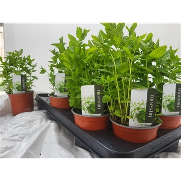 Mentha Spicata