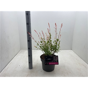Salix integra ‘hakuro-nishiki’ C5