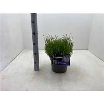 Lavandula angustifolia &#39;Munstead&#39; C5