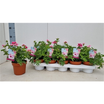 Pelargonium geurend p12 Isko Fleur