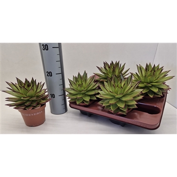 Echeveria Agavoides Ebony Red Lips