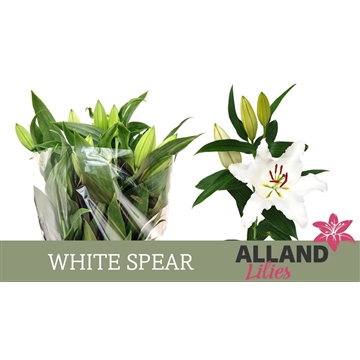 LI OT WHITE SPEAR