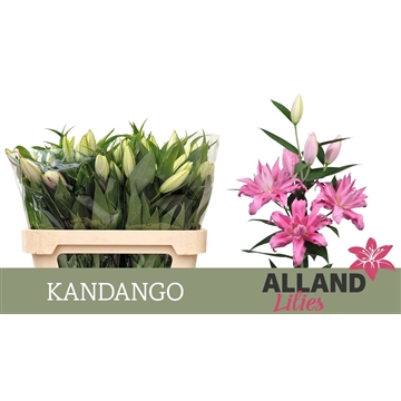LI OR DU KADANGO