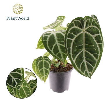 Anthurium Chrystallinum P19