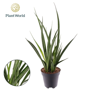 Sansevieria kirkii &#39;Friends&#39;