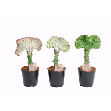 Euphorbia lactea &#39;Cristata&#39; mix