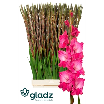 Fairytale pink Gladz 1-2