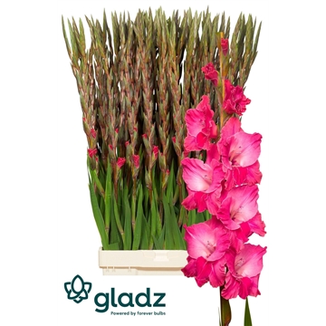 Fairytale pink Gladz 2-3