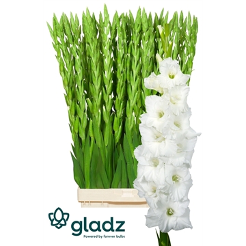 Essential Gladz 1-2