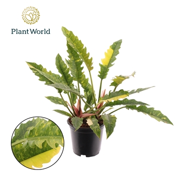 Philodendron narrow &#39;Ring of Fire&#39; P19
