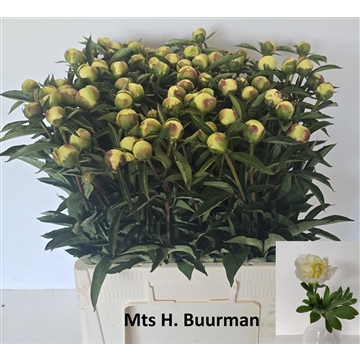 Duchesse de Nemours