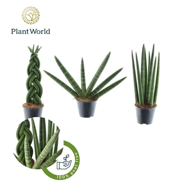 Sansevieria mix Gibson P8,5