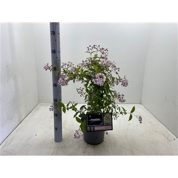 Deutzia x hybrida &#39;Mont Rose&#39; C3