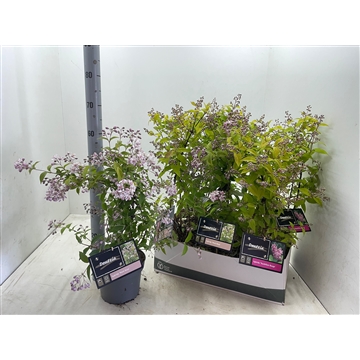 Deutzia Mix C3