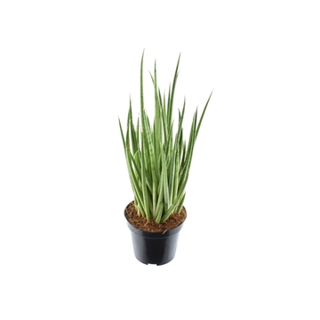 Sansevieria Medusa P7