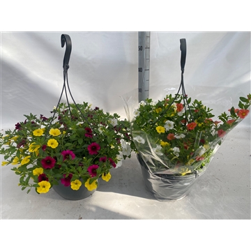 hangpot cali