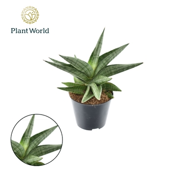 Sansevieria Helios gedraaid P8,5