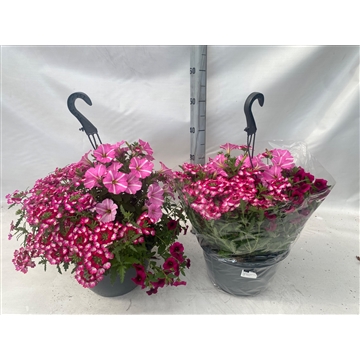 hangpot4kl