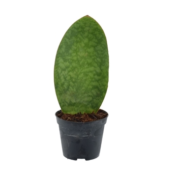 Sansevieria ‘Masoniana’ Whale Fin P8,5
