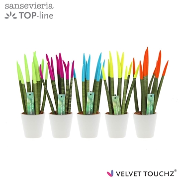 Sansevieria VELVET TOUCHZ&#174; Ibiza In keramiek R&#39;dam
