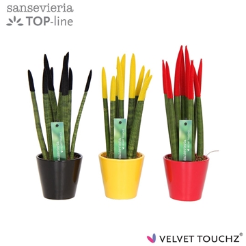 Sansevieria VELVET TOUCHZ&#174; Duitsland/Belgie In keramiek R&#39;dam