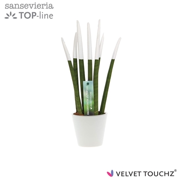 Sansevieria VELVET TOUCHZ&#174; Wit In keramiek R&#39;dam