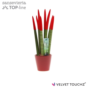 Sansevieria VELVET TOUCHZ&#174; Rood In keramiek R&#39;dam