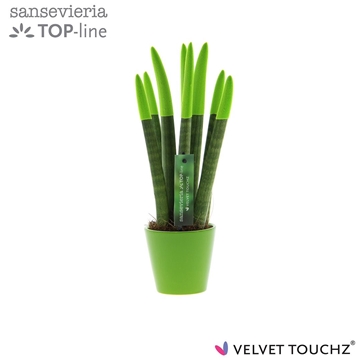 Sansevieria VELVET TOUCHZ&#174; Groen In keramiek R&#39;dam